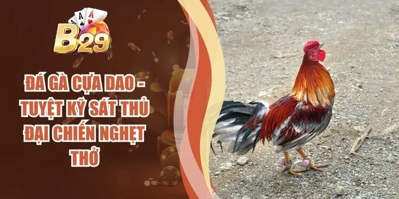 Đá Gà Cựa Dao - Tuyệt Kỹ Sát Thủ Đại Chiến Nghẹt Thở