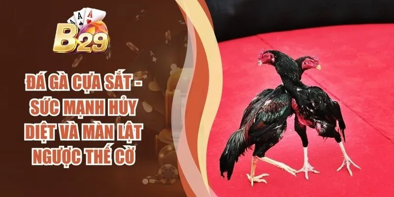 Đá Gà Cựa Sắt - Sức Mạnh Hủy Diệt Và Màn Lật Ngược Thế Cờ