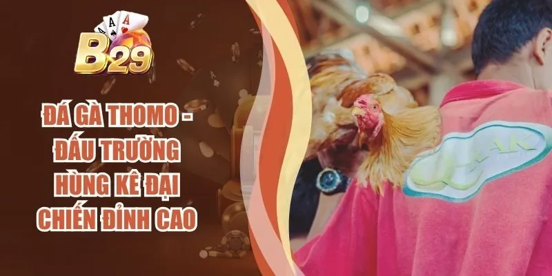 Đá Gà Thomo - Đấu Trường Hùng Kê Đại Chiến Đỉnh Cao